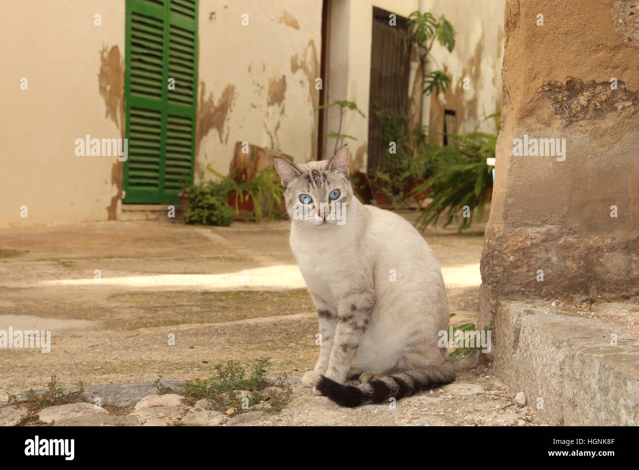 Il gatto domestico, tabby point, mix siamese, sedere sulla pavimentazione di pietra in un villaggio mediterraneo, Mallorca, Baleares, Bunyola Foto Stock