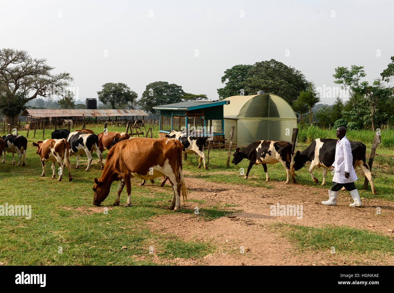 In Kenia, nella contea di Kakamega, Bukura, ATDC Agricolo di Centro per lo sviluppo tecnologico, il latte di vacca farm, pascolo / Milchvieh, Weidehaltung Foto Stock