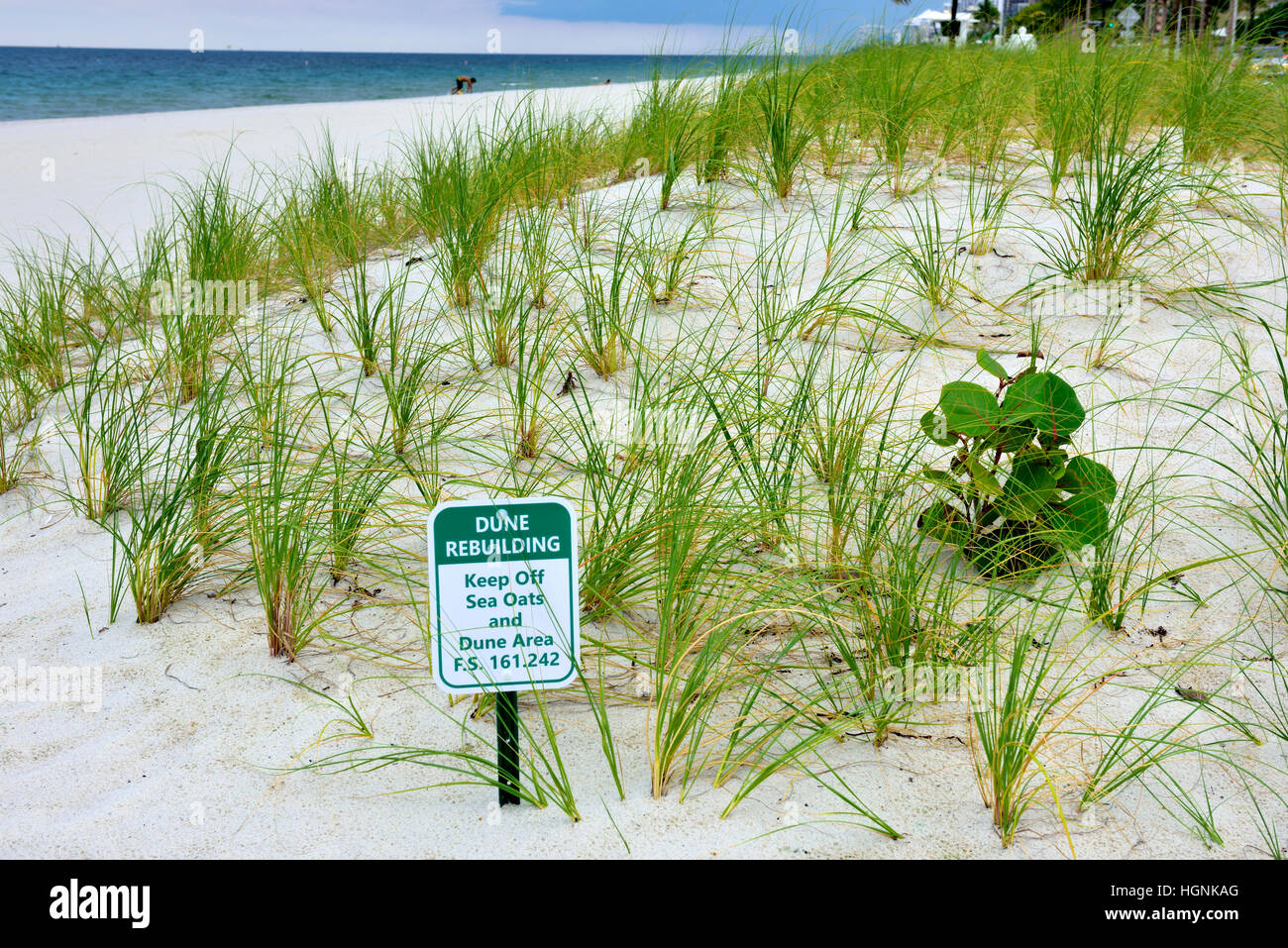 Conservazione, dune di sabbia edificio lungo la spiaggia con mare di avena, Fort Lauderdale, Florida, Stati Uniti d'America Foto Stock