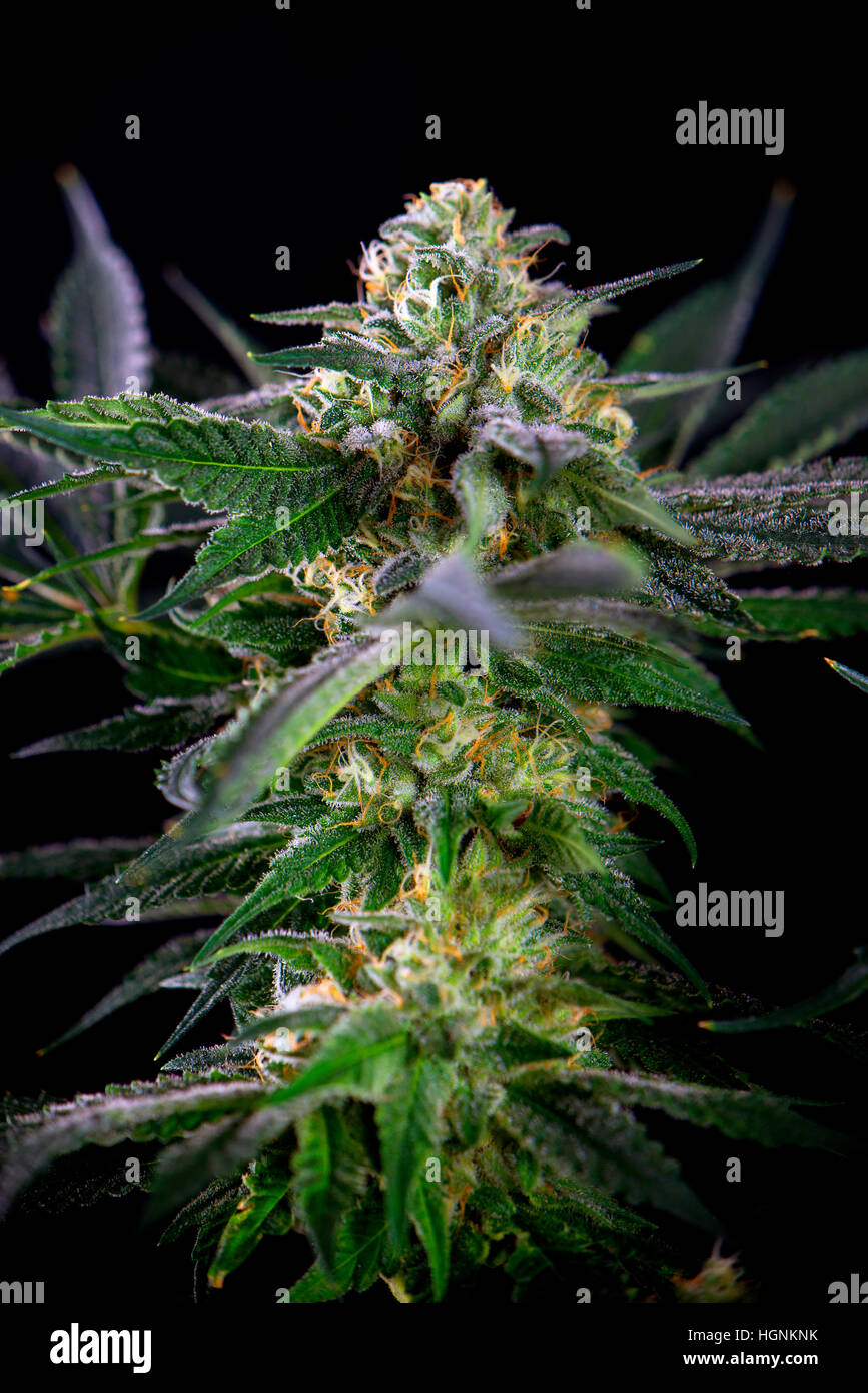 La Cannabis flower dettaglio (mangolope marijuana strain) con i peli visibili e foglie isolate su sfondo nero Foto Stock