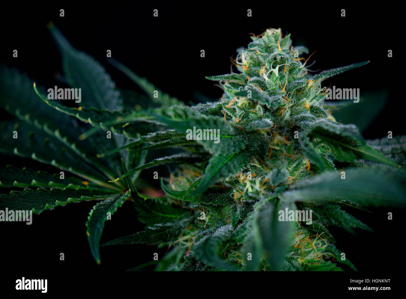 La Cannabis flower dettaglio (mangolope marijuana strain) con i peli visibili e foglie isolate su sfondo nero Foto Stock