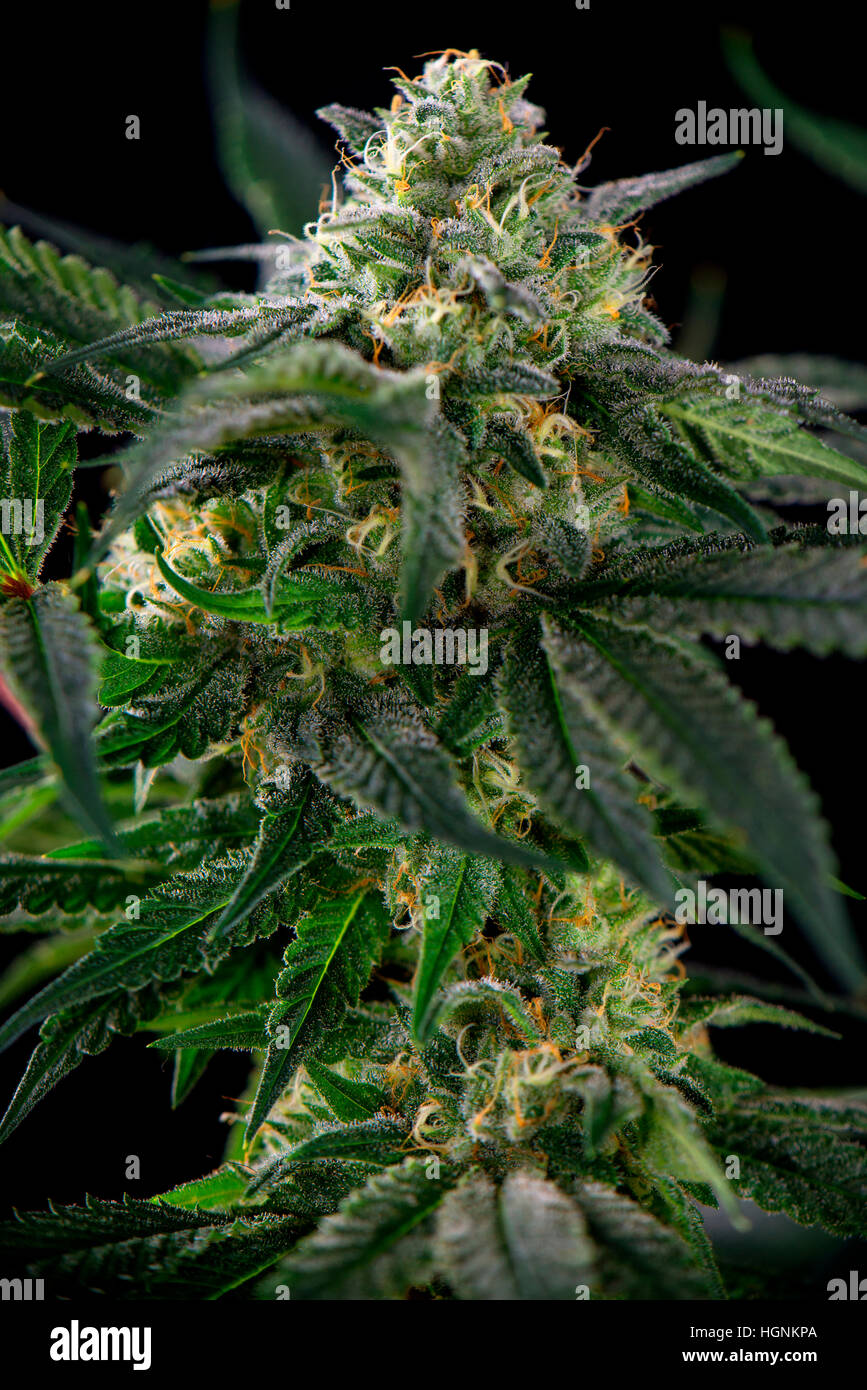 La Cannabis flower dettaglio (mangolope marijuana strain) con i peli visibili e foglie isolate su sfondo nero Foto Stock
