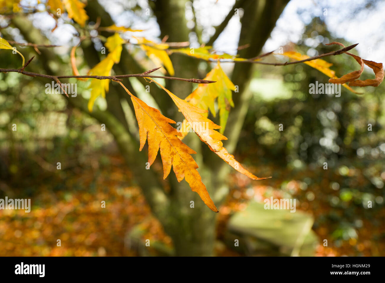 Fern-leafed faggio lascia alla fine della caduta nel Regno Unito Foto Stock