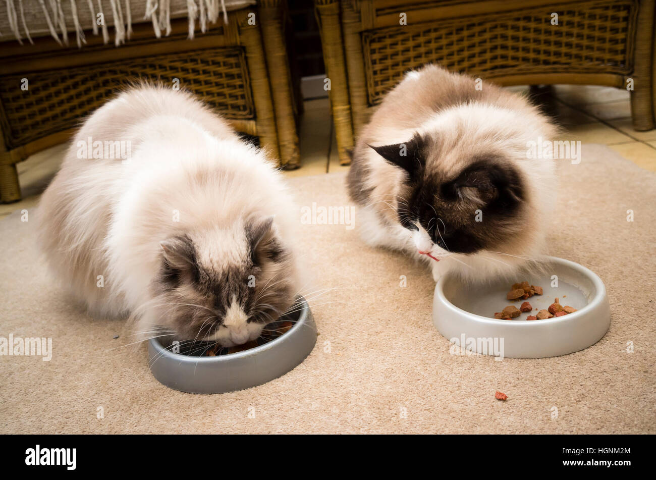 Due gatti Ragdoll alimentazione di fianco a fianco in ambienti interni Foto Stock