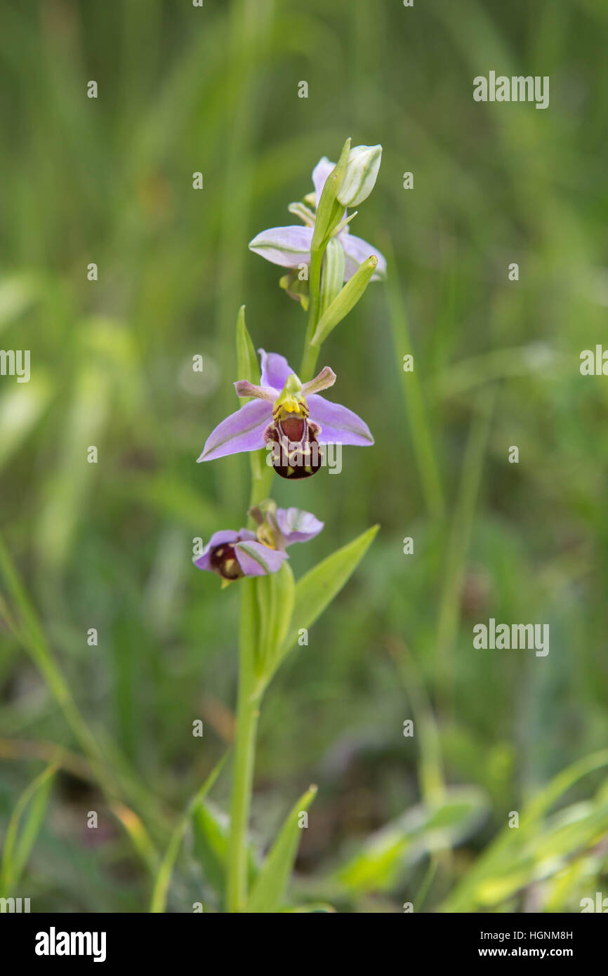 Un'orchidea di ape Foto Stock