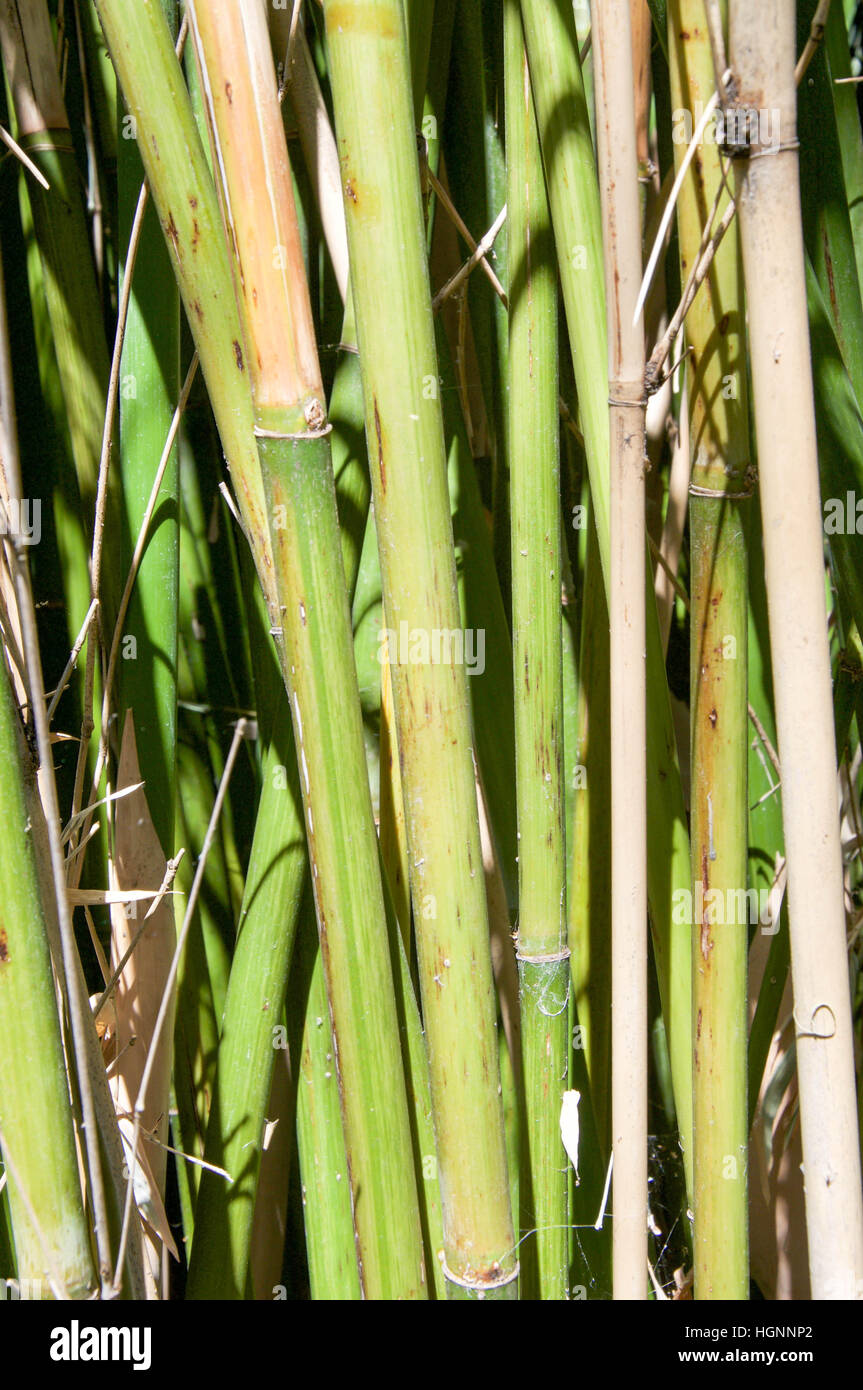 Verde Tropical stocchi di bambù in frame completo dettaglio in Western Australia. Foto Stock