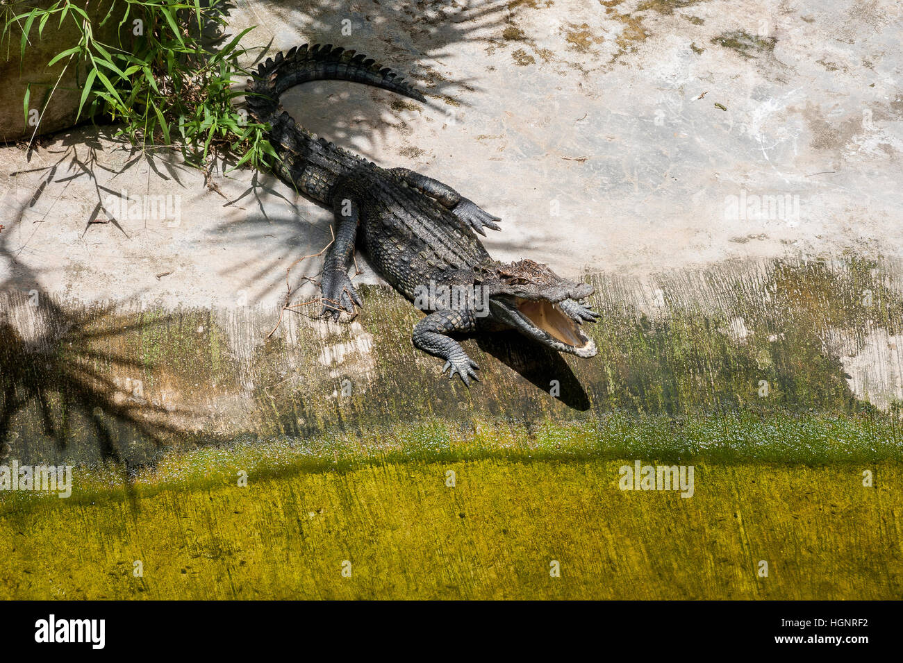 Un coccodrillo si crogiola sulla terra sotto l'ombra delle palme del foro. Fattoria di coccodrilli in Thailandia, sull'isola di Phuket Foto Stock