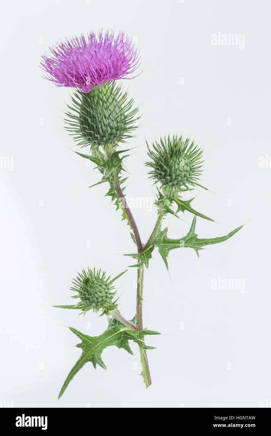 CARDO MARIANO Foto Stock