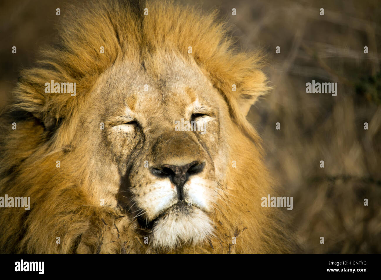 Close up dei maschi di Lion in sunet Foto Stock