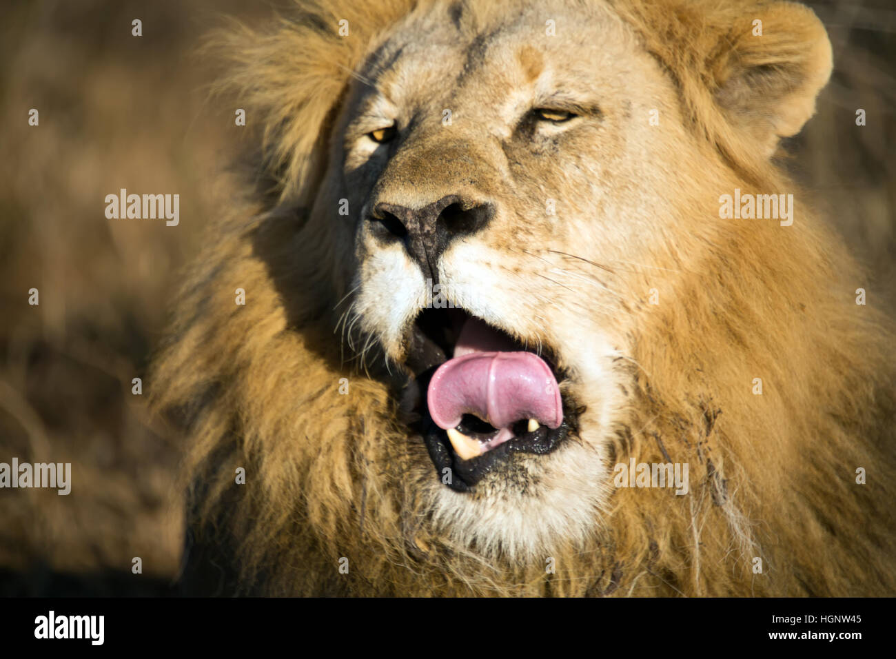 Close up dei maschi di lion sbadigli Foto Stock