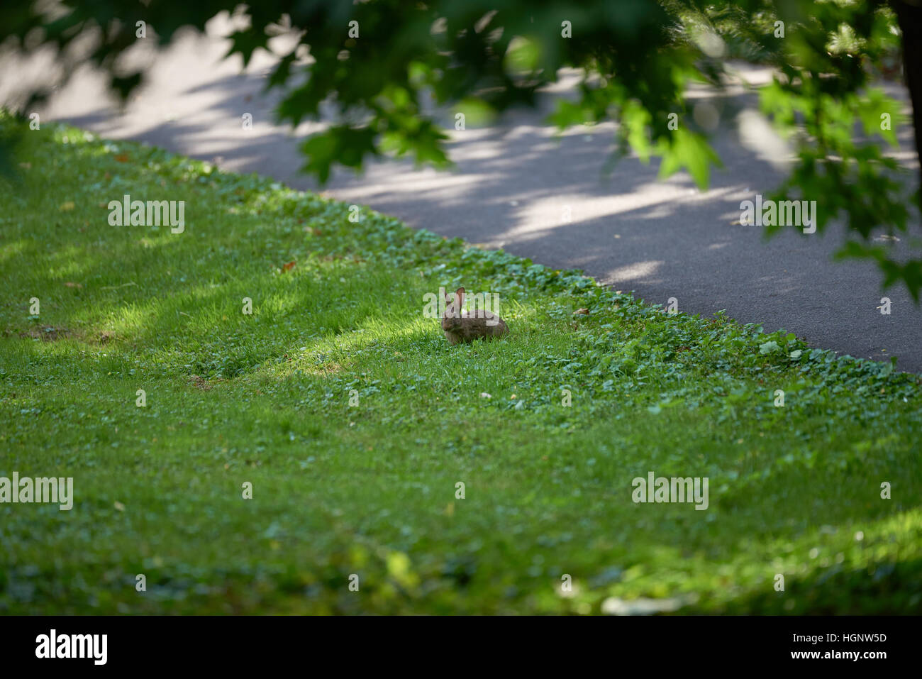 NEUSS, Germania - 08 agosto 2016: piccolo coniglio nel famoso Rosengarten Foto Stock