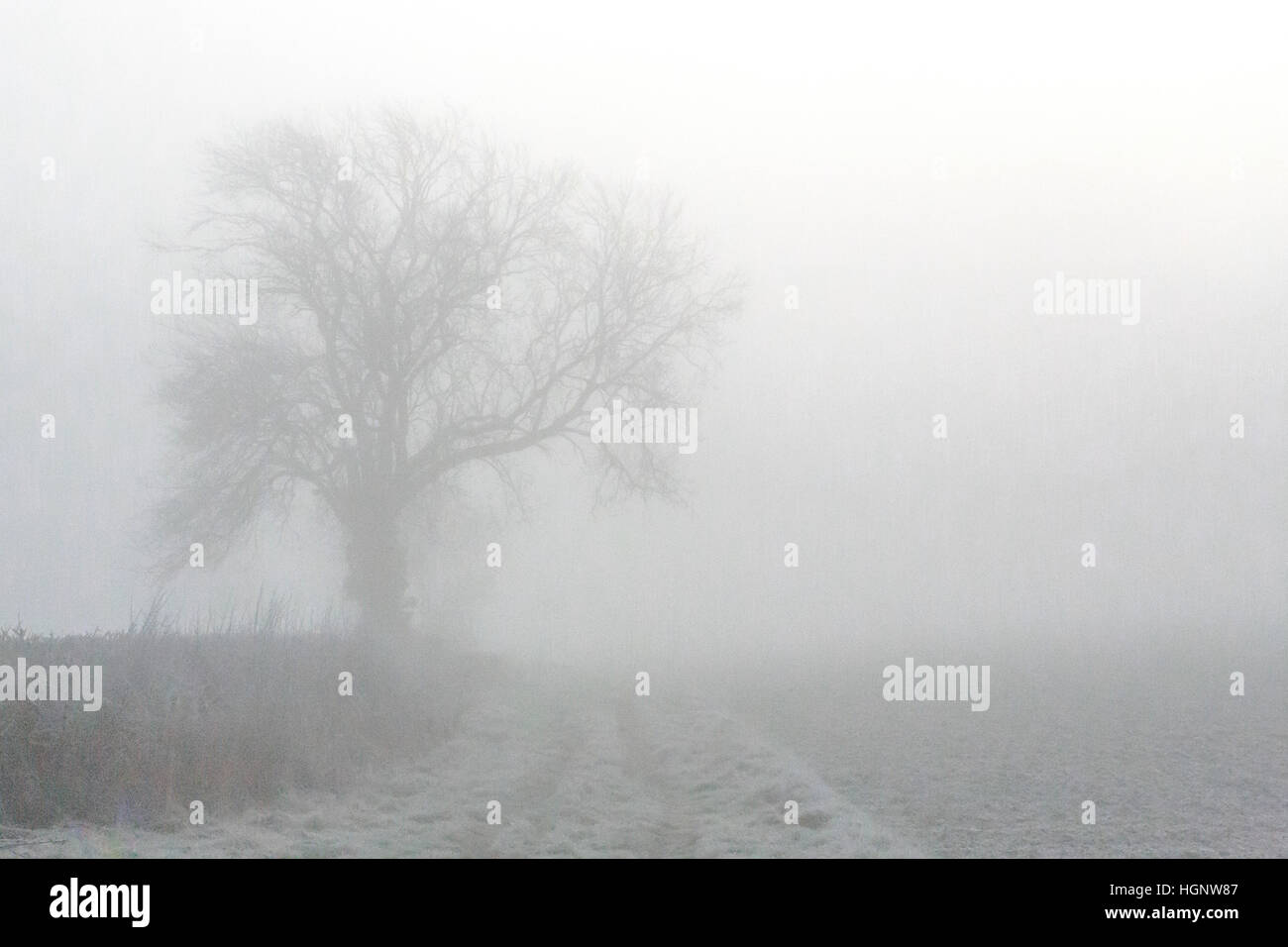 Early Morning mist schermi alberi coperti di brina in un paesaggio monocromatico in rurale di campagna del Regno Unito. Foto Stock