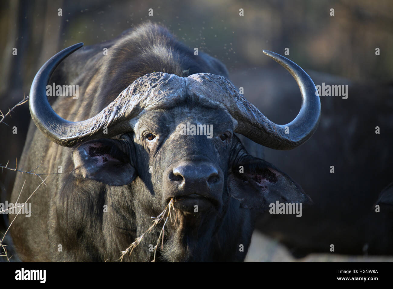 I vecchi buffalo mangiare erba secca Foto Stock