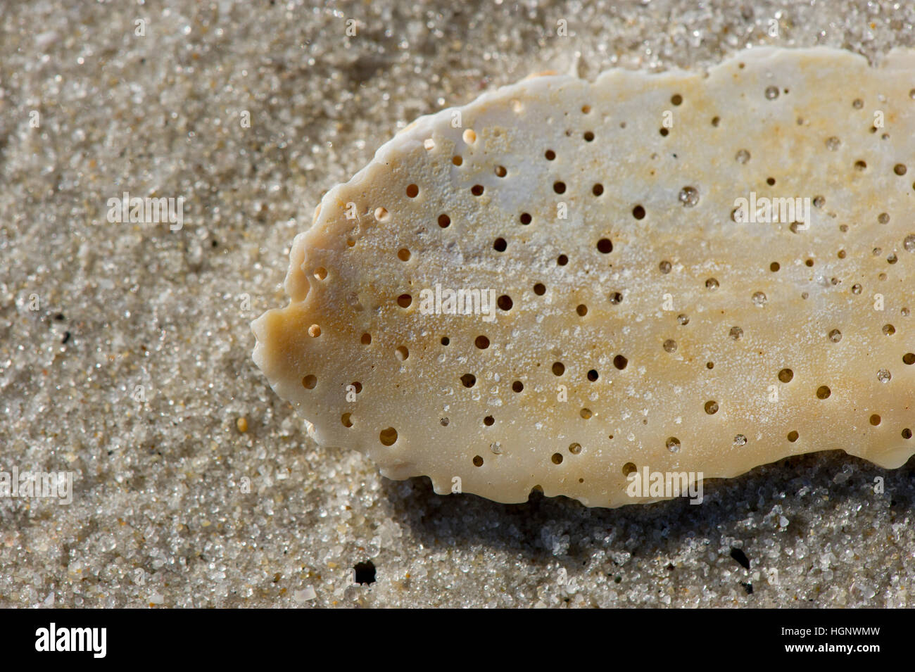 Un oggetto arancione con i lotti dei fori poggiato sulla sabbia su una spiaggia. Foto Stock