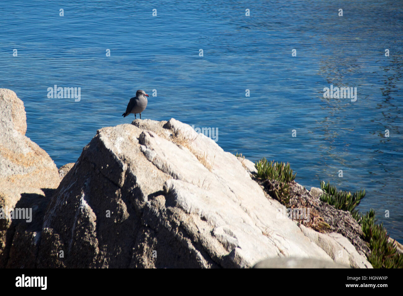 Uccelli e il mare Foto Stock