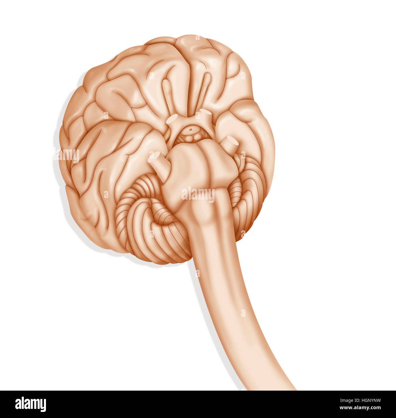 Cervello, illustrazione Foto Stock