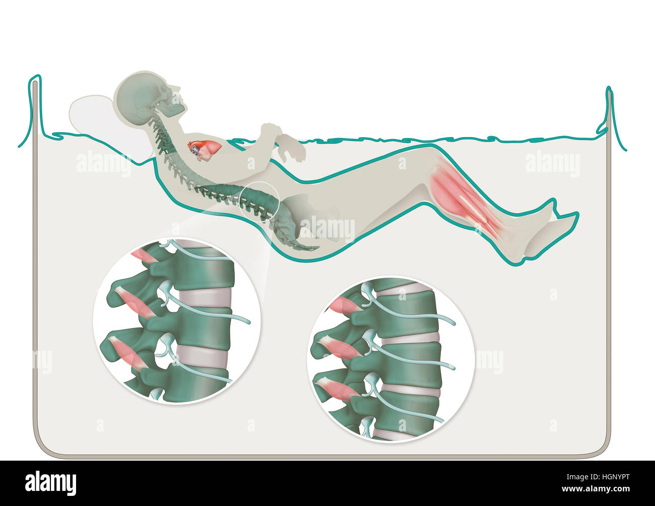 Studio di apesanteur Foto Stock