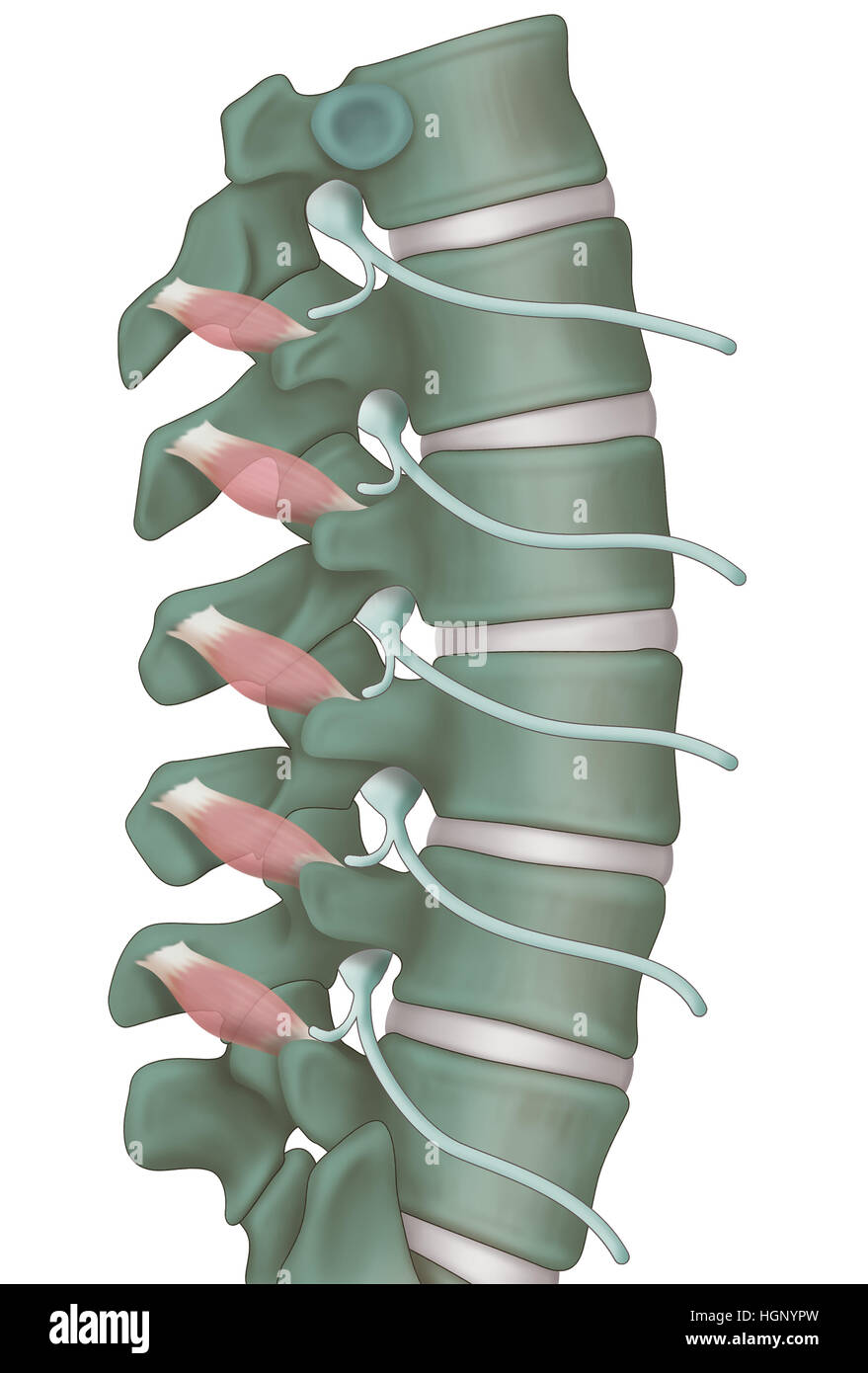 La colonna vertebrale, disegno Foto Stock
