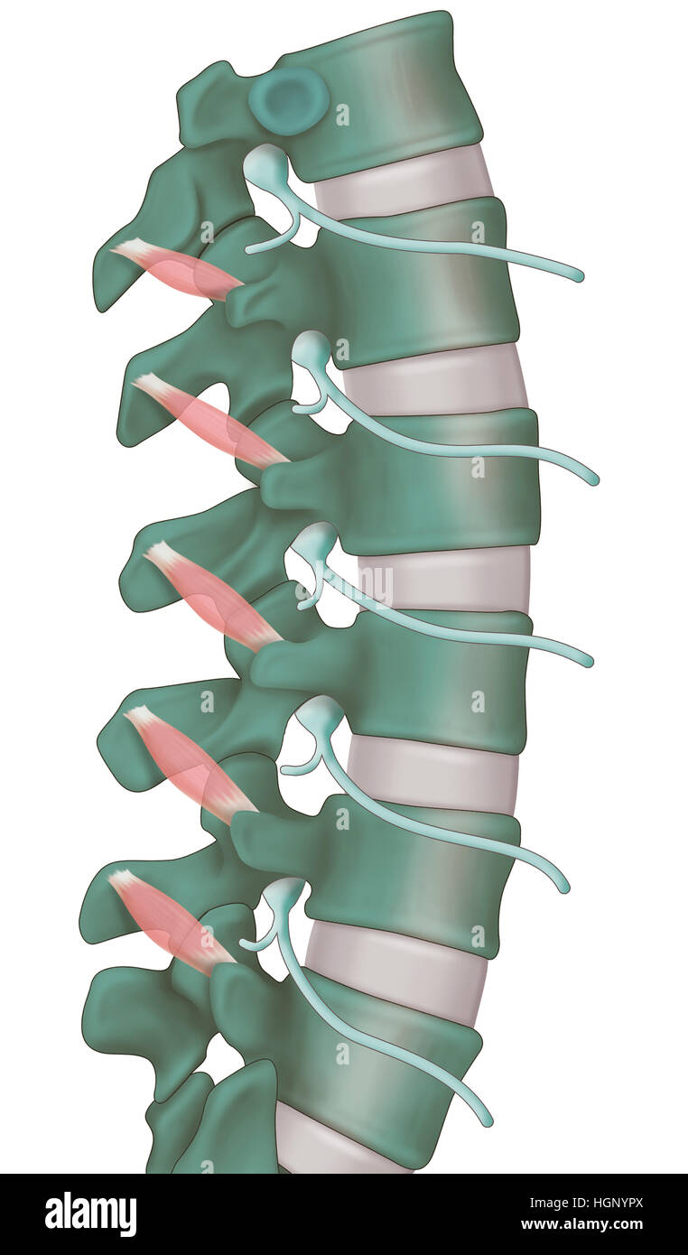 Studio di apesanteur Foto Stock
