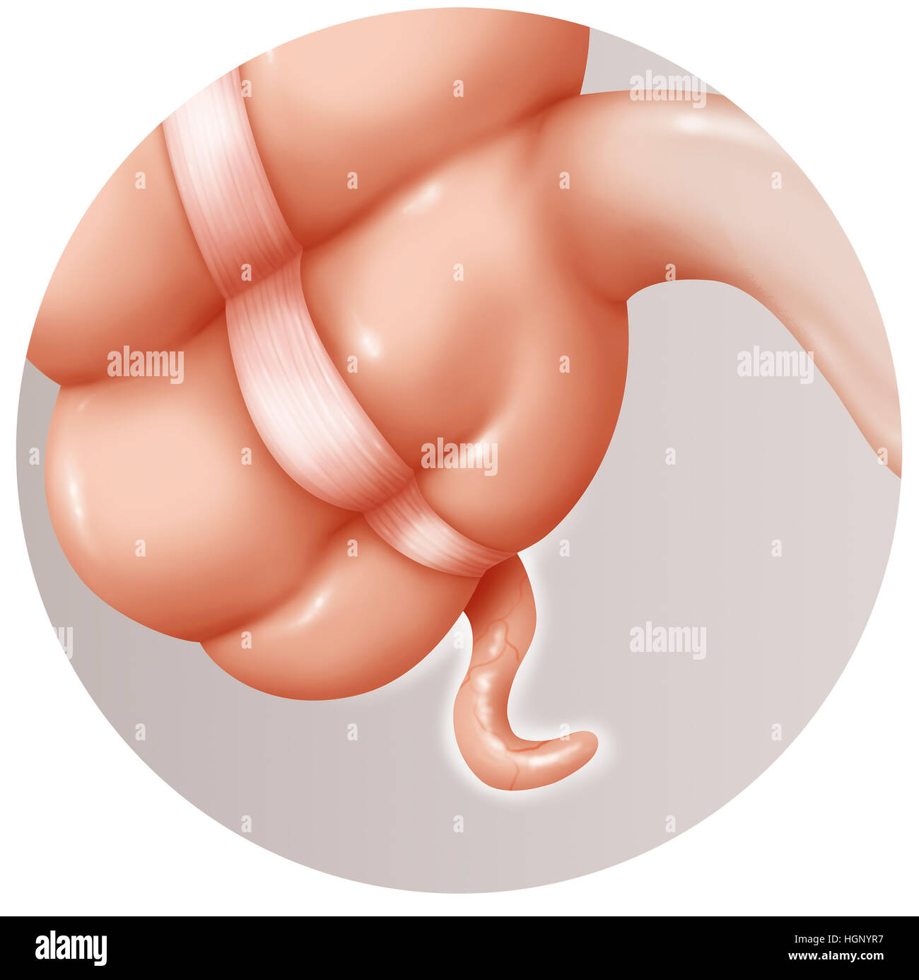 Appendice, disegno Foto Stock