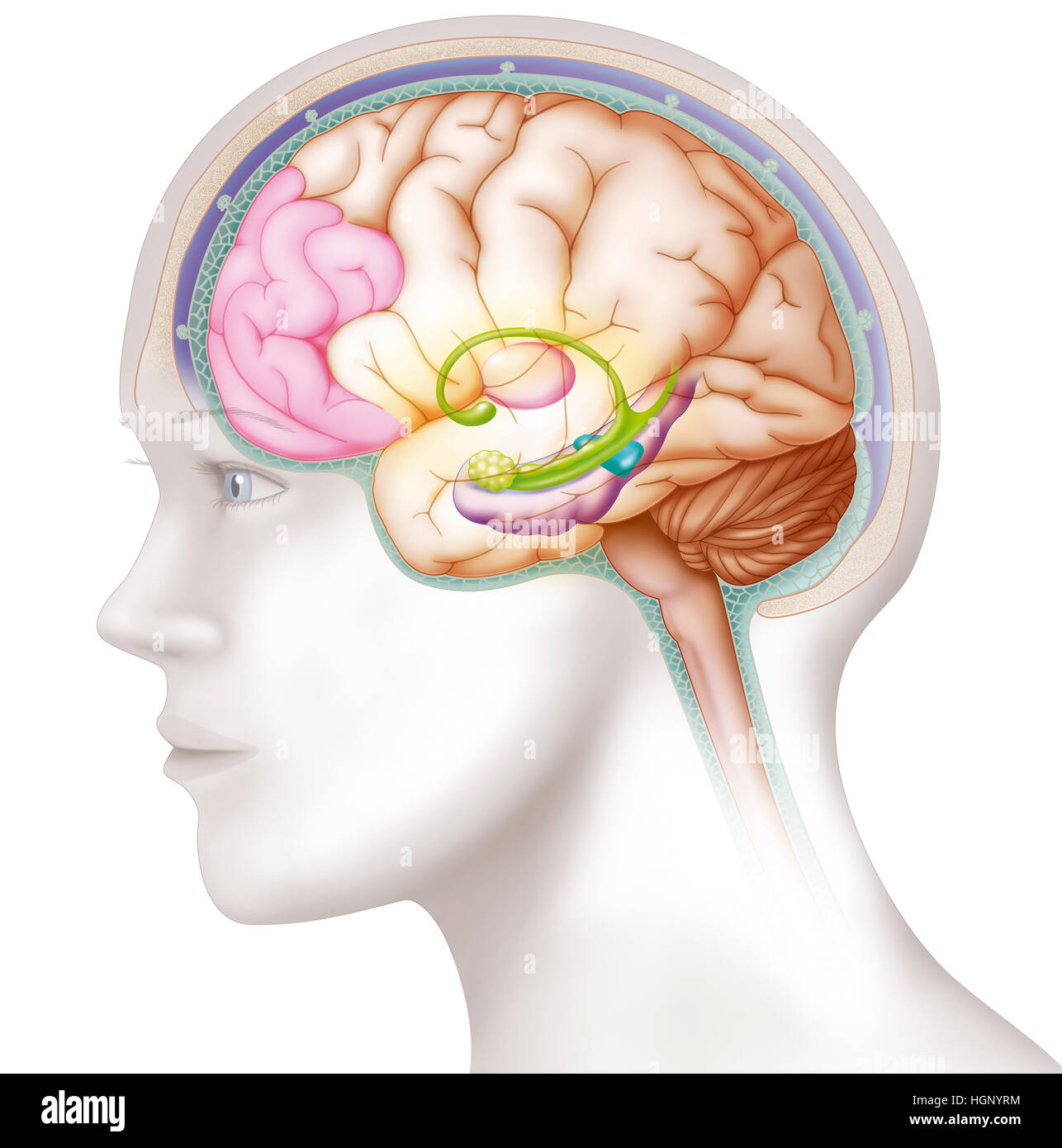 Cervello, illustrazione Foto Stock