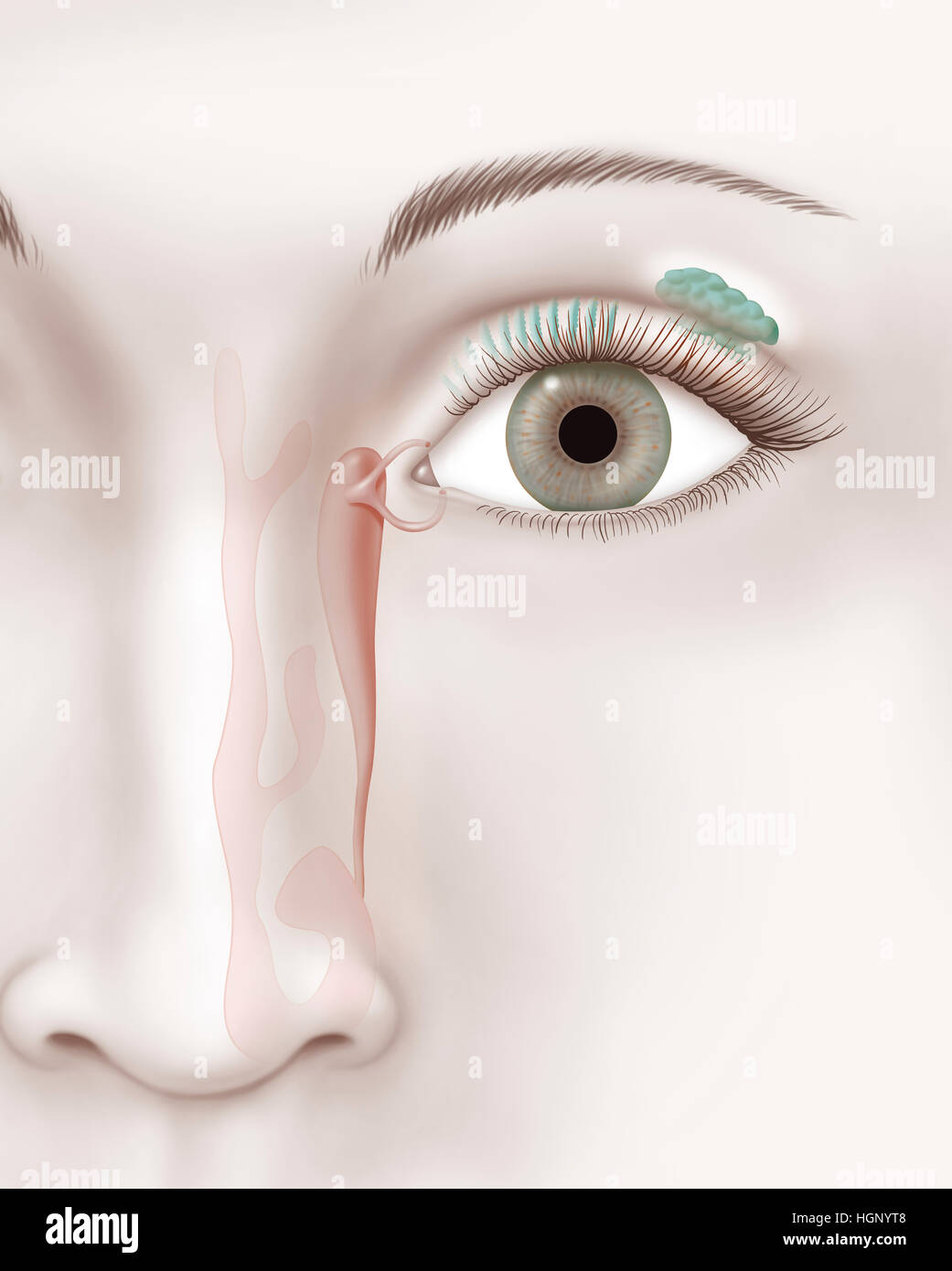 Apparato lacrimale, illustrazione Foto Stock