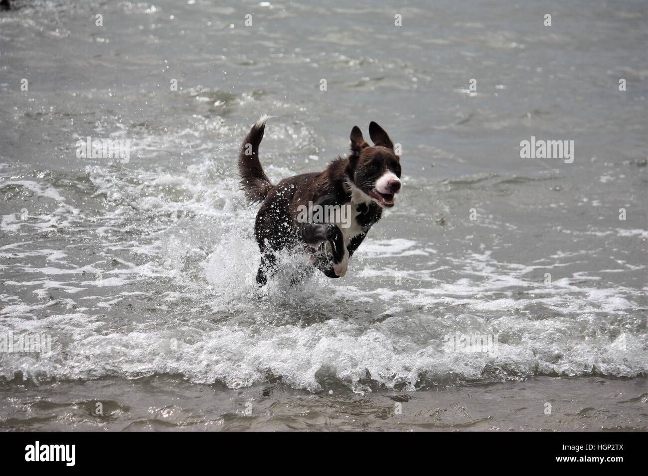 Carino fugly lisce rivestite di colore rosso e bianco Border Collie cucciolo di cane pet Foto Stock