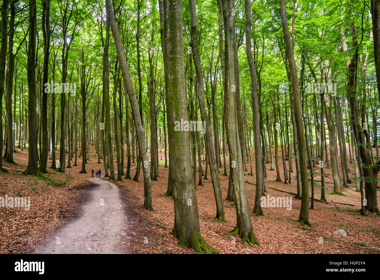 Primeeval foresta di faggio a Jasmund Parco nazionale sull'isola di Rügen, Meclenburgo-Pomerania Occidentale, Germania Foto Stock