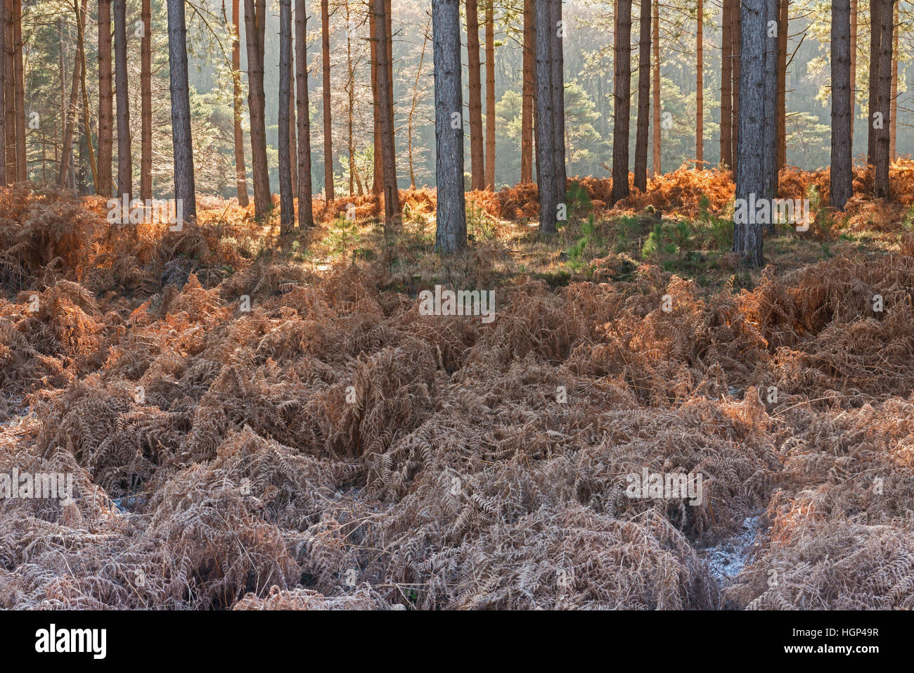 Pineta tardo autunno Foto Stock