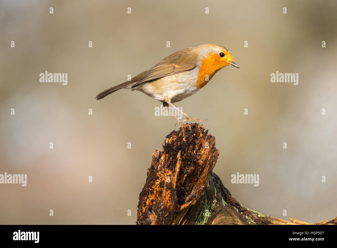 Robin Erithacus rubecula appollaia Foto Stock