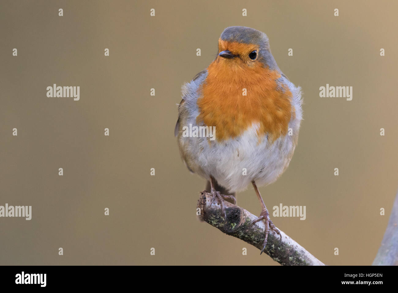 Unione Robin (Erithacus rubecula) Foto Stock