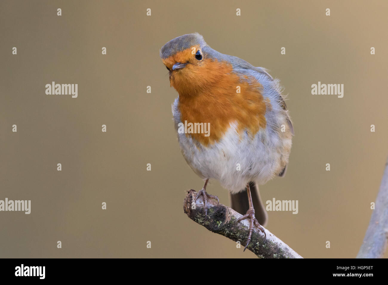 Unione Robin (Erithacus rubecula) Foto Stock