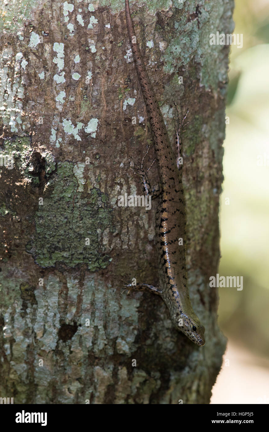 Giallo-spotted foresta-skink (Eulamprus tigrinus) Foto Stock
