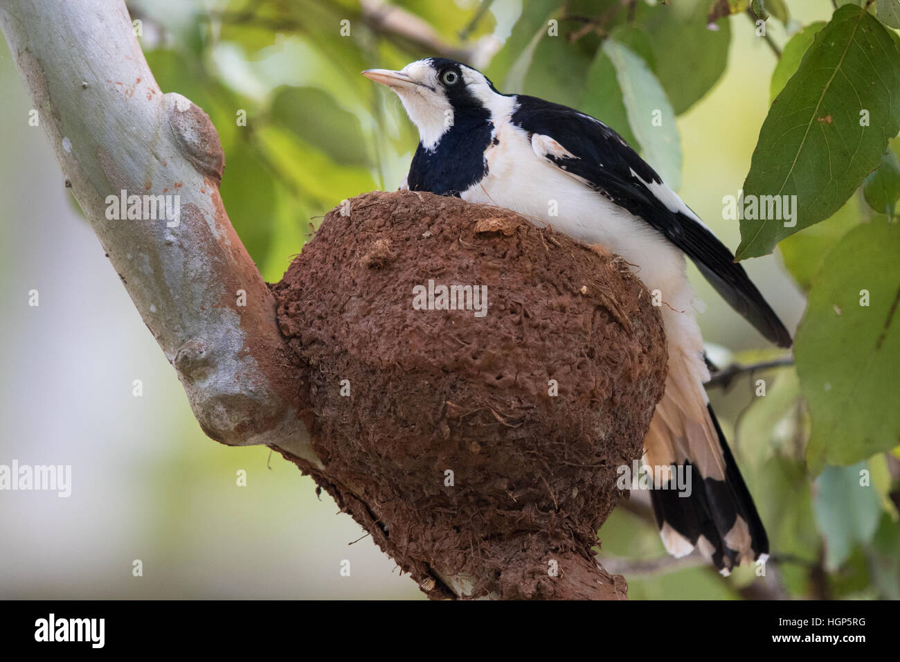 Gazza-lark (Grallina cyanoleuca) sul suo nido Foto Stock