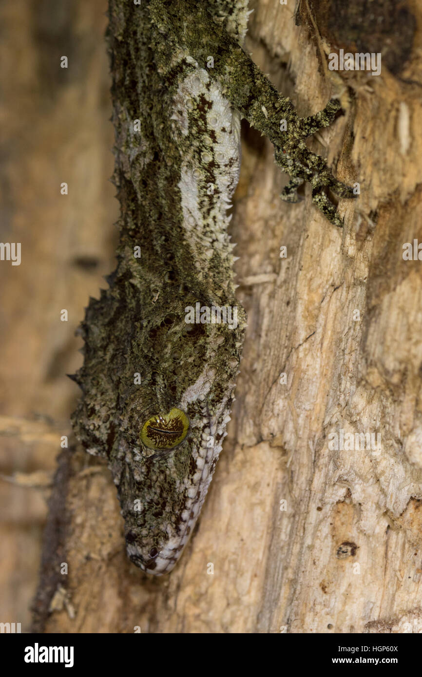 Close-up della testa di una foglia di nord-tailed Gecko (Saltuarius cornutus) Foto Stock