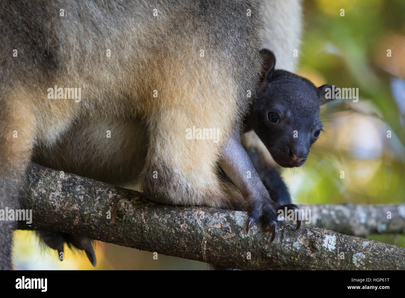 Lumholtz's Tree Kangaroo (Dendrolagus lumholtzi). Molto giovane joey guardando fuori della sua madre custodia. Foto Stock