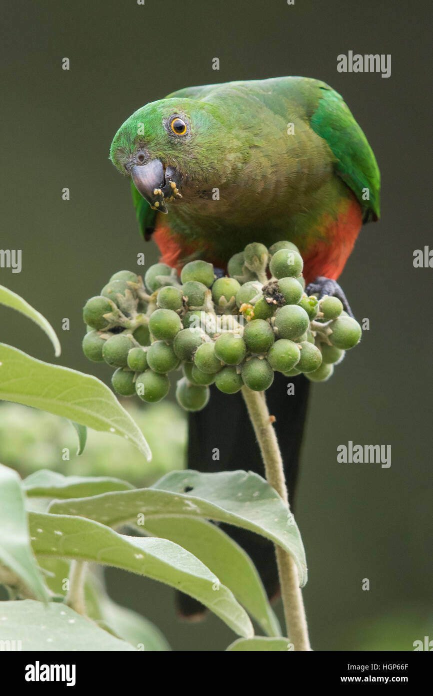 Femmina re australiano Parrot (Alisterus scapularis) di mangiare il frutto di una pianta di tabacco Foto Stock