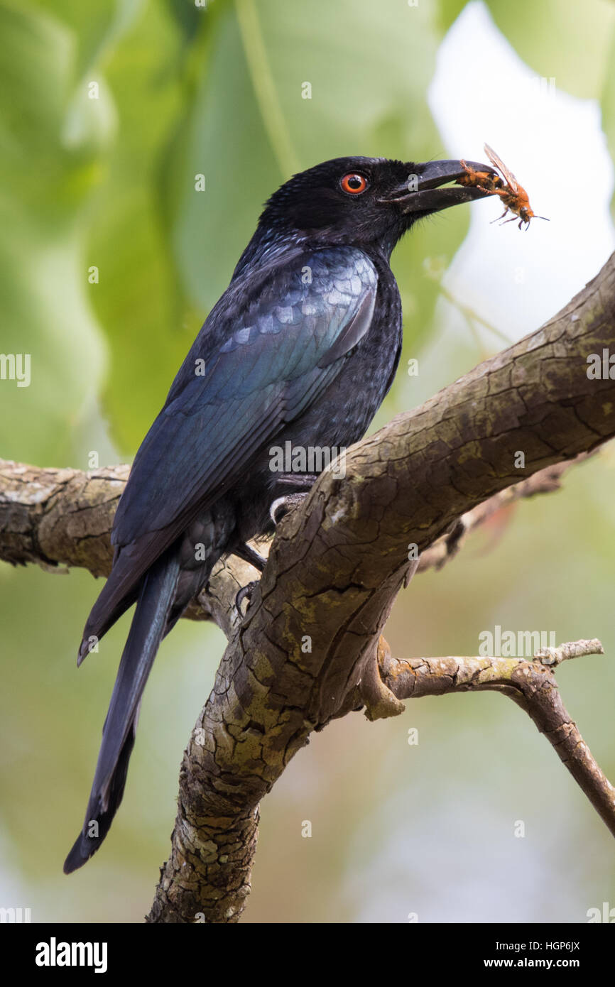 Lamas Drongo (Dicrurus bracteatus) mangiando una Vespa Foto Stock