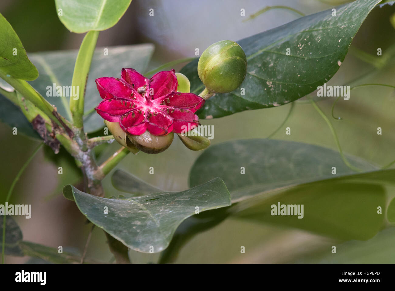 Aprire, fiore-come frutto di Dillenia alata (Rosso di faggio o Golden Guinea albero) Foto Stock