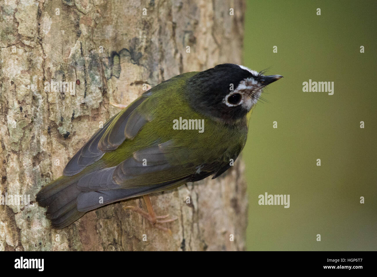 Di fronte bianco-Robin (Tregellasia leucops) aggrappandosi al lato del tronco di un albero Foto Stock