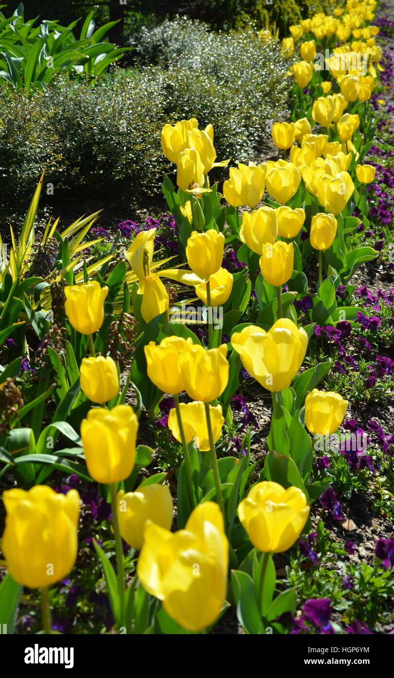 Vista ingrandita di un tulipano giardino. I fiori sono di colore giallo con alcuni pansies viola. Foto Stock