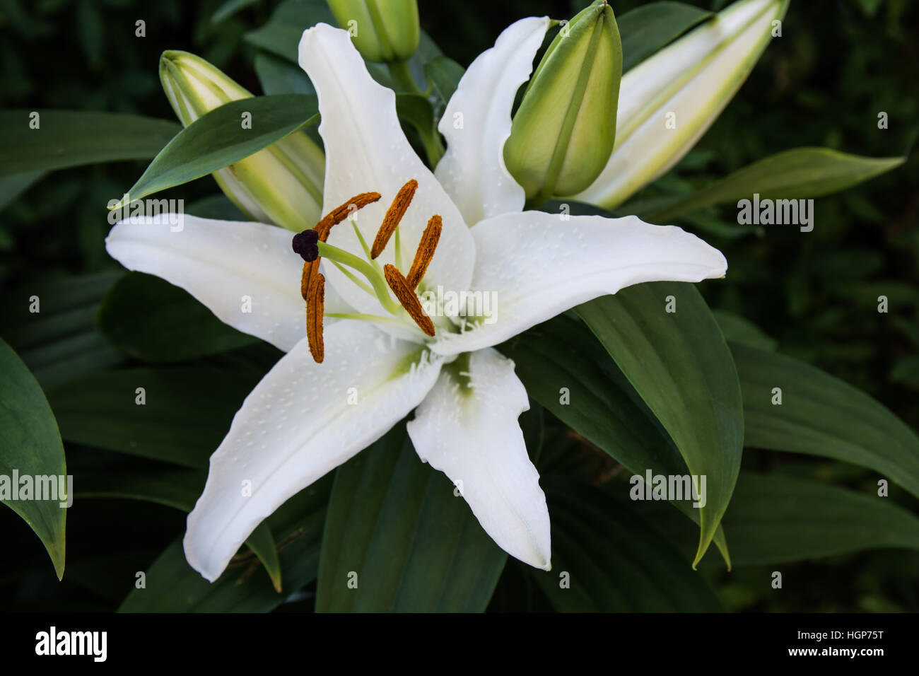 Unico Giglio Bianco e boccioli non aperti crescente sulla pianta Foto stock  - Alamy