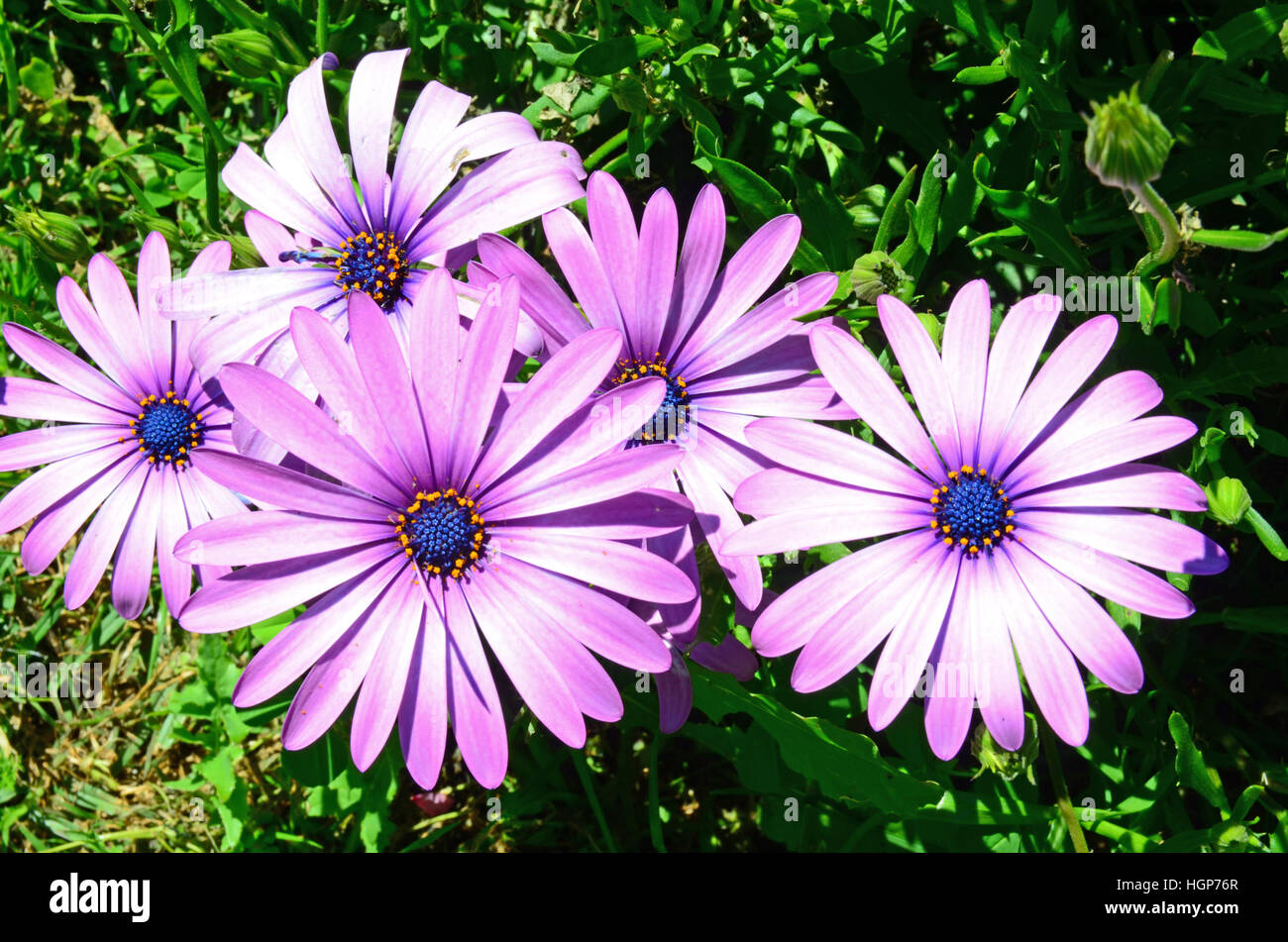 Rosa caldo margherite con centri di blu. Foto Stock