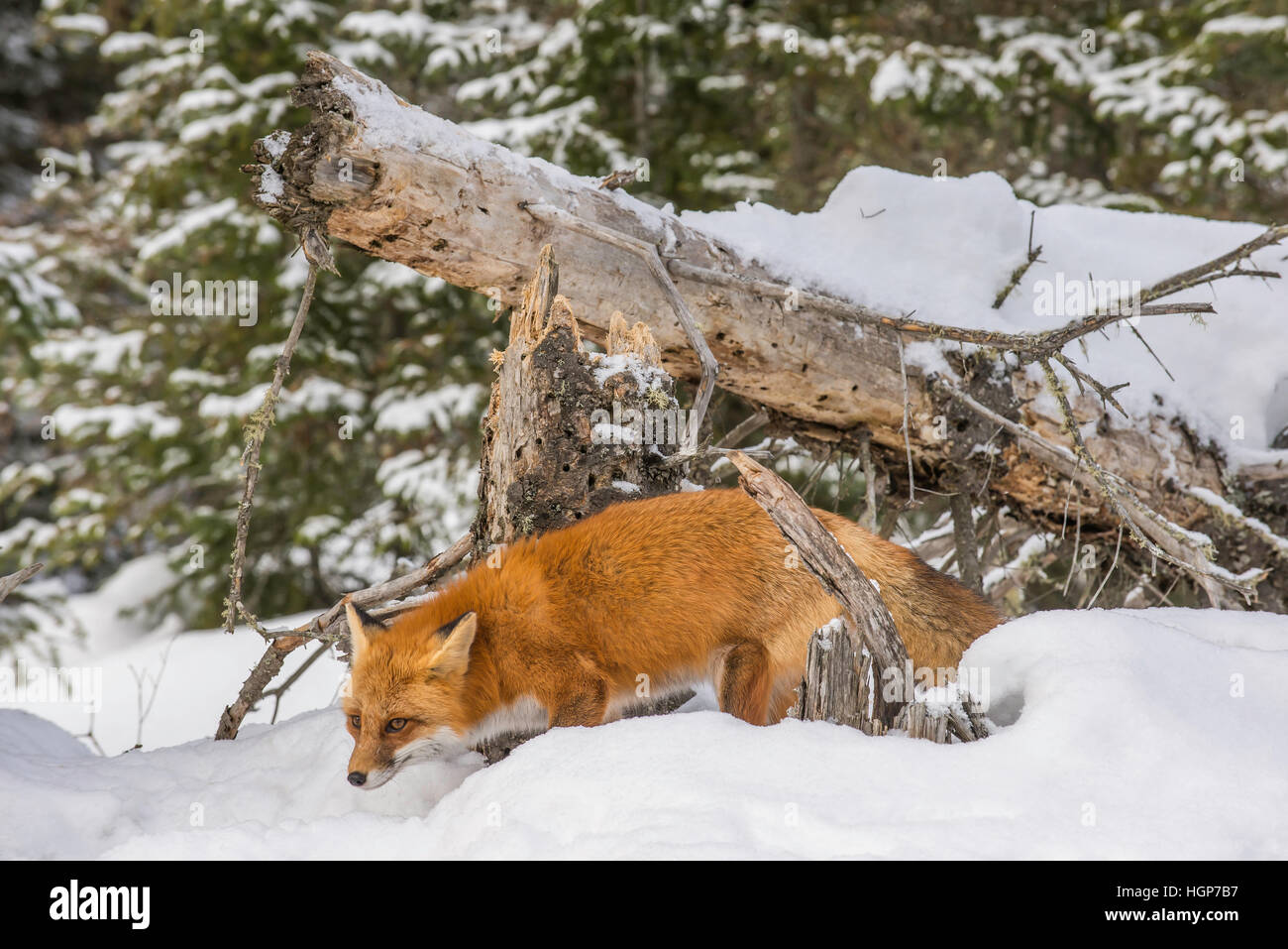 La Volpe rossa Vulpes vulpes caccia in inverno impostazione del Nord America Foto Stock