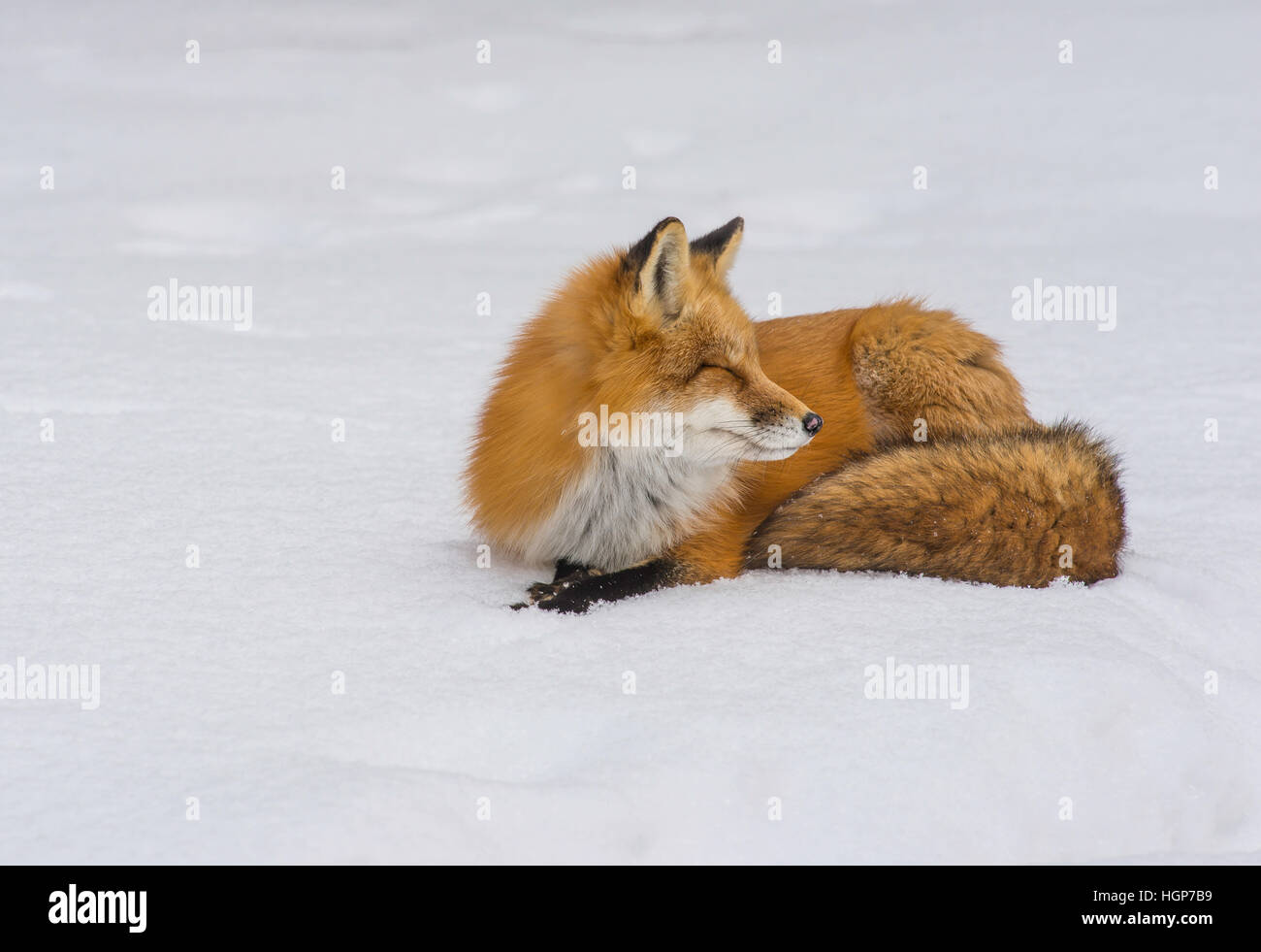 Red Fox Vulpes vulpes in appoggio in inverno impostazione del Nord America Foto Stock