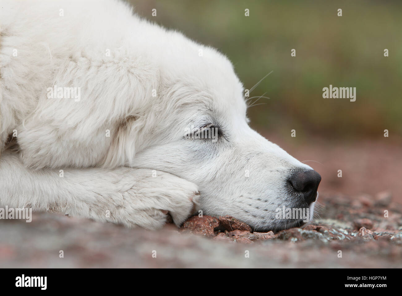 Cane di Tatra polacchi Sheepdog / Tatra Mountain Sheepdog / Podhale adulto ritratto Foto Stock