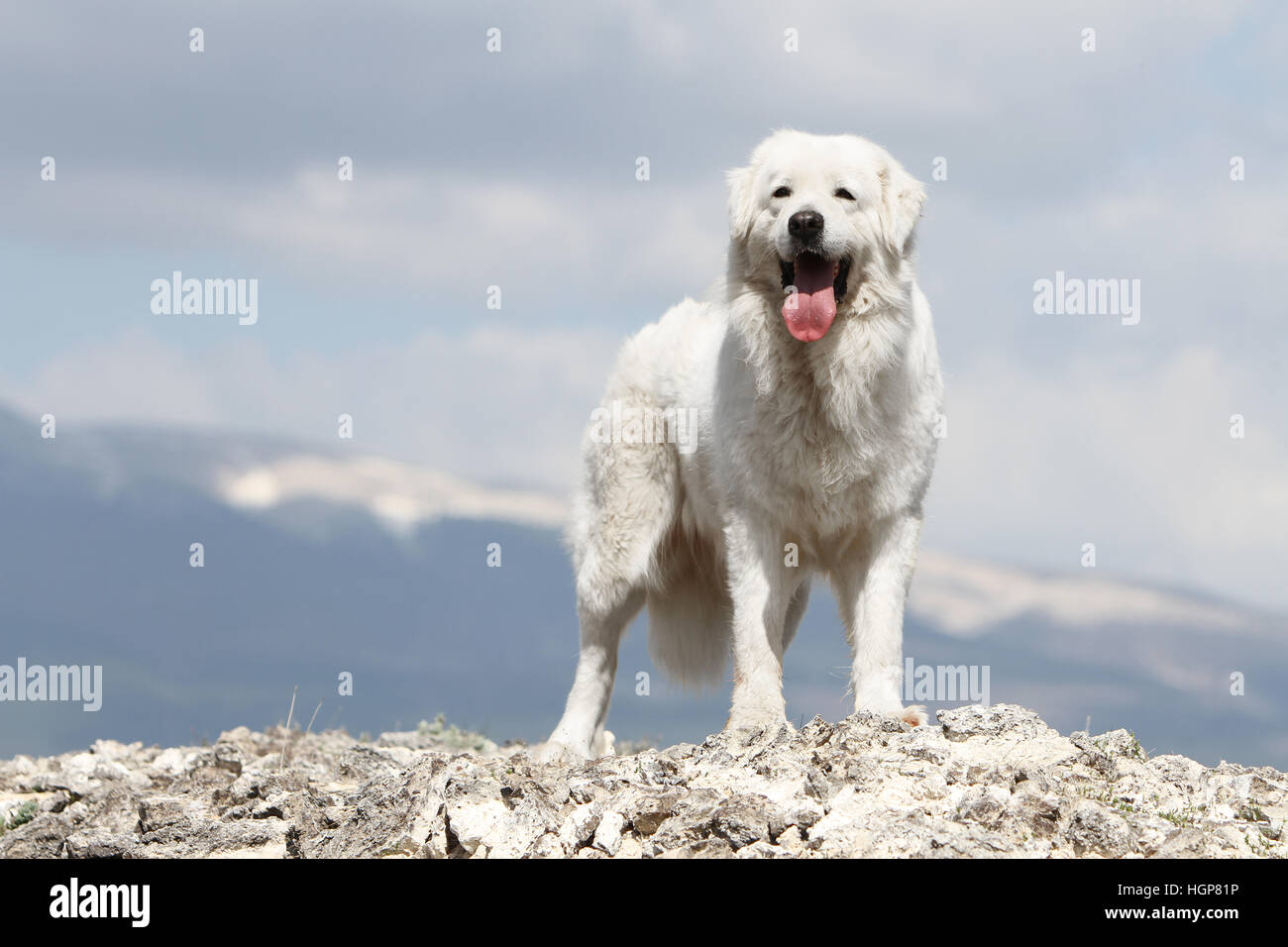 Cane di Tatra polacchi Sheepdog / Tatra Mountain Sheepdog / Podhale permanente per adulti Foto Stock