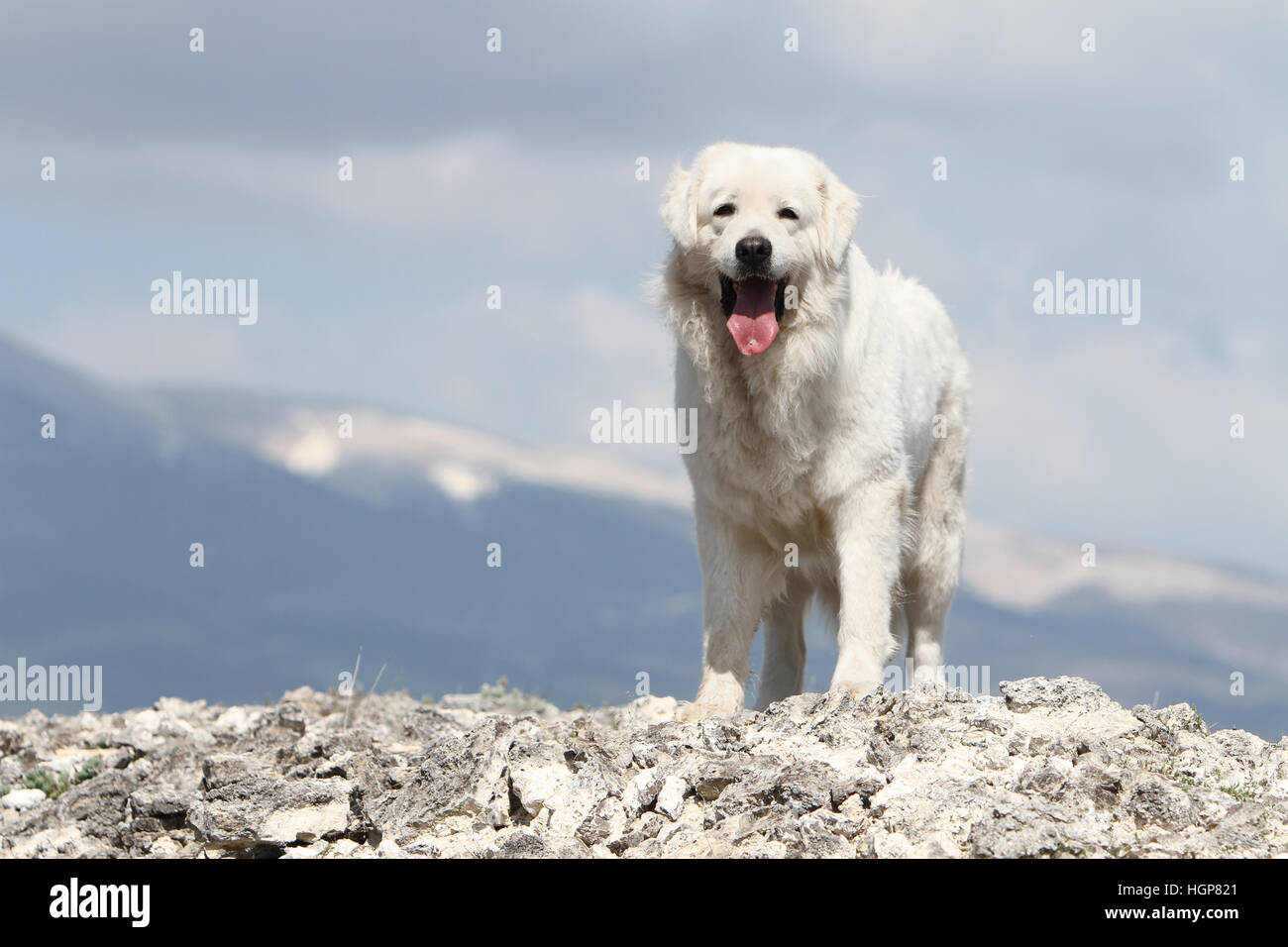 Cane di Tatra polacchi Sheepdog / Tatra Mountain Sheepdog / Podhale permanente per adulti Foto Stock