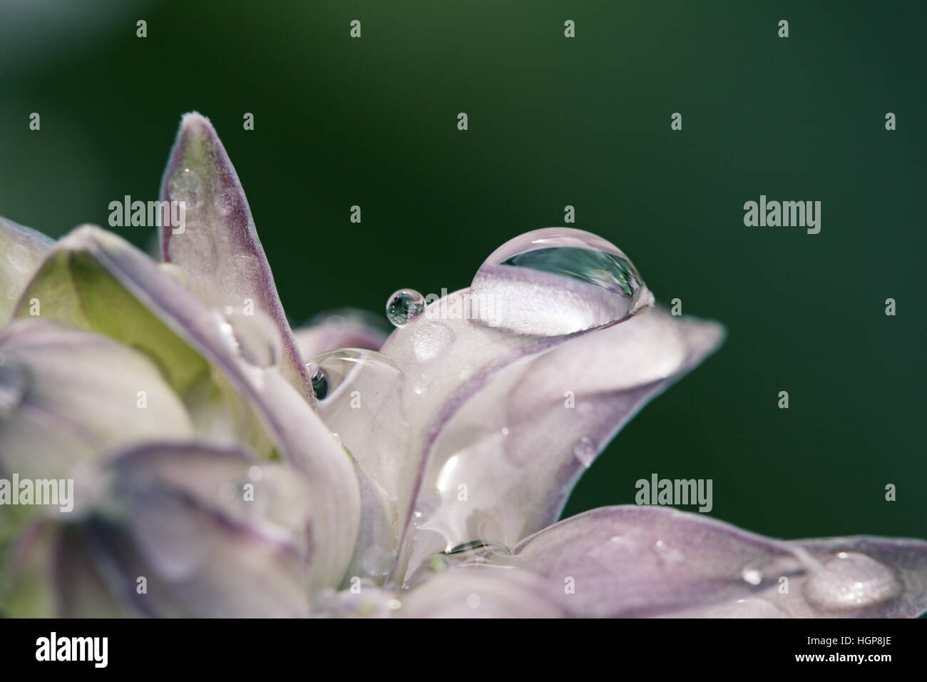 Piantaggine lily Hosta halcyon Foto Stock