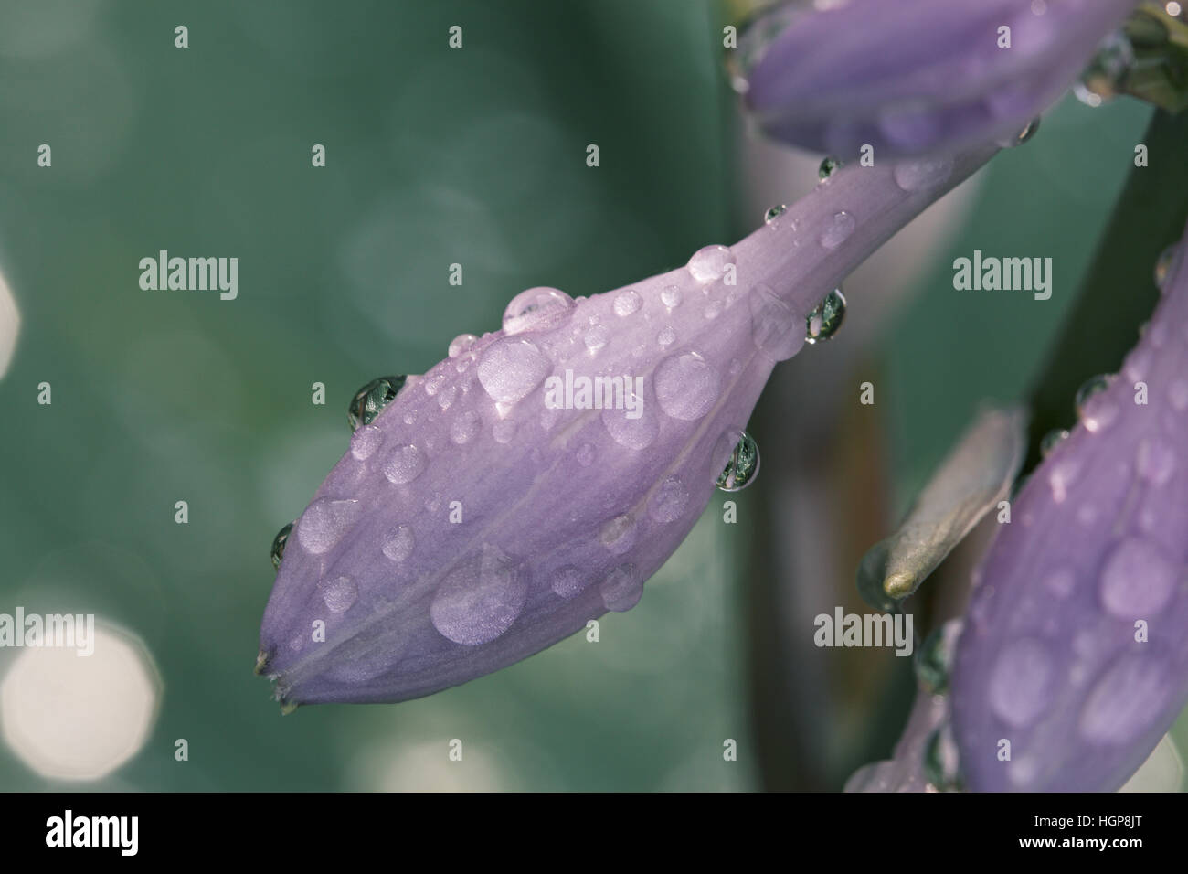 Piantaggine lily Hosta halcyon Foto Stock